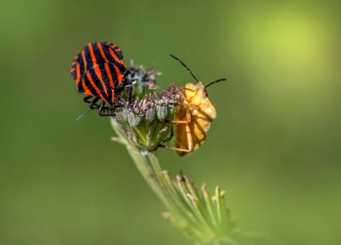 A Pair of Shield Bugs Perched on Green Flower Bud 