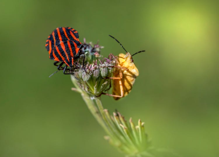 A Pair Of Shield Bugs Perched On Green Flower Bud 