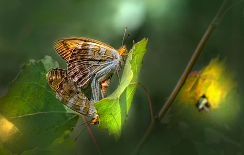 Free Beautiful close-up of butterflies resting on vibrant green leaves in natural sunlight. Stock Photo