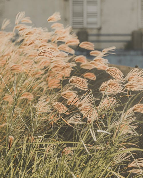 Brown Tall Grass Field