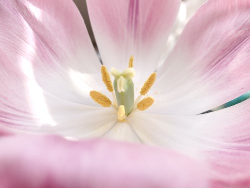 Free Pink Flower in Macro Photography Stock Photo