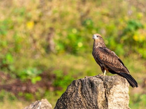 Free A Brown Falcon Perched on a Rock Stock Photo