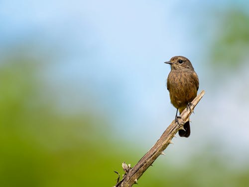 Small Brown Bird Perched on a Brown Tree Branch