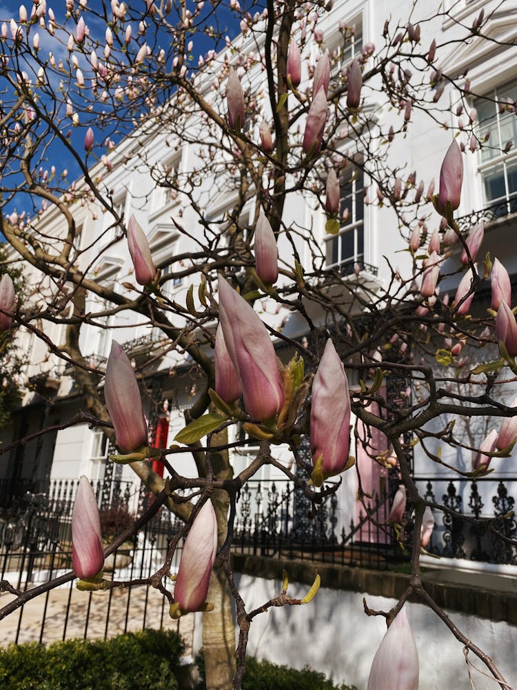 Flowers On Tree In Front Of Townhouse