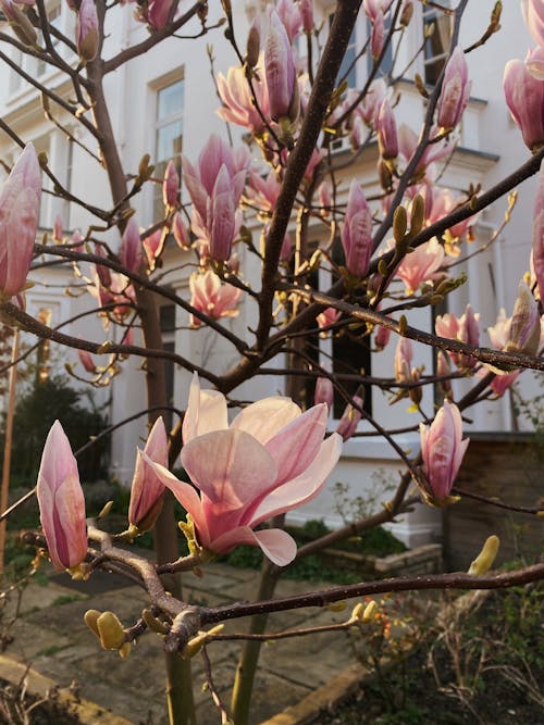 Pink Flowers on a Leafless Tree 