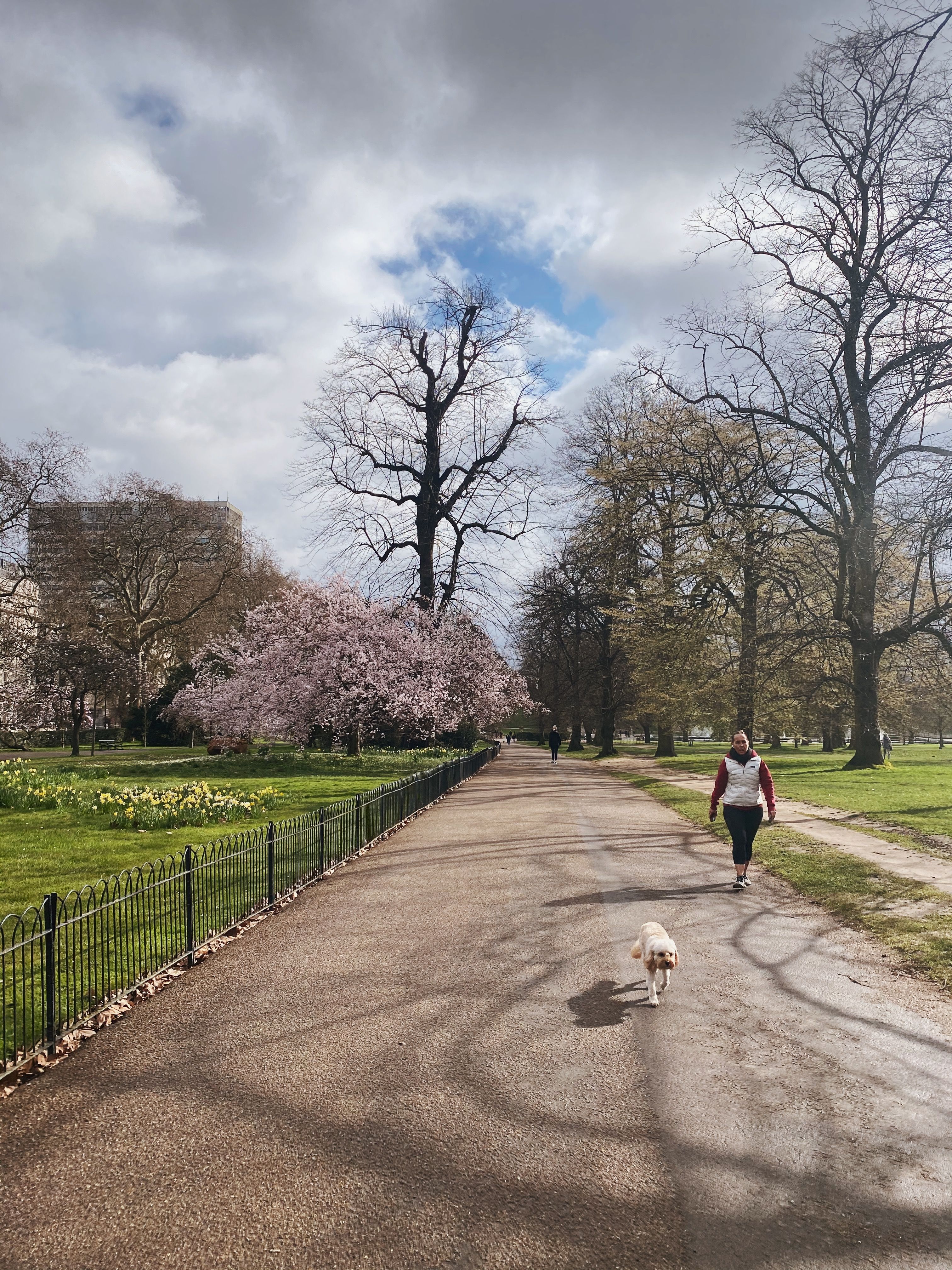 A woman walking her dog on a sunny spring day in a London park with blooming cherry blossoms in the background