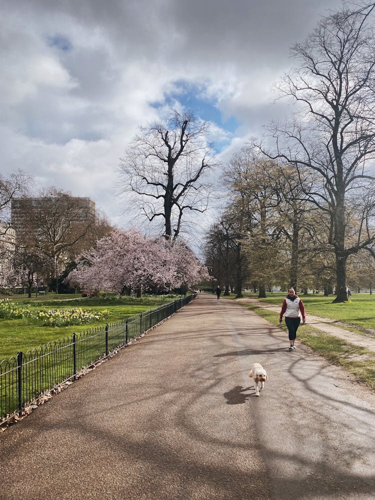 Dog Owner Walking Dog In Park In Spring