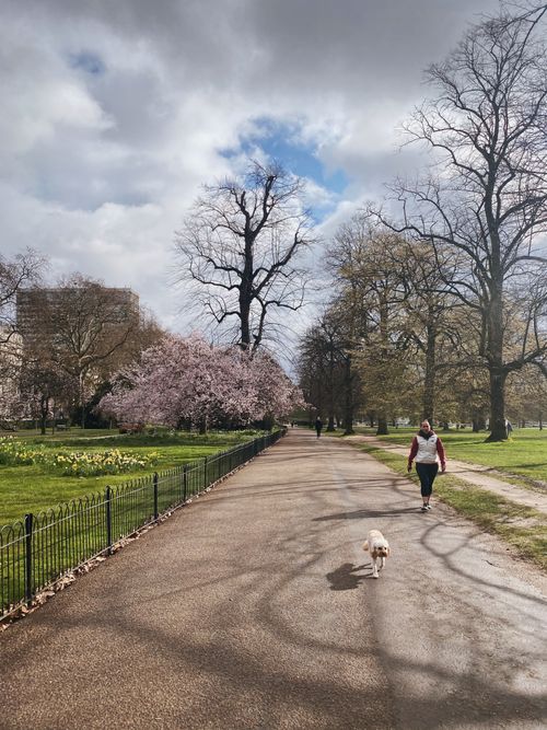 Free Woman walking a dog on a sunny spring day in a London park with blooming cherry blossoms. Stock Photo