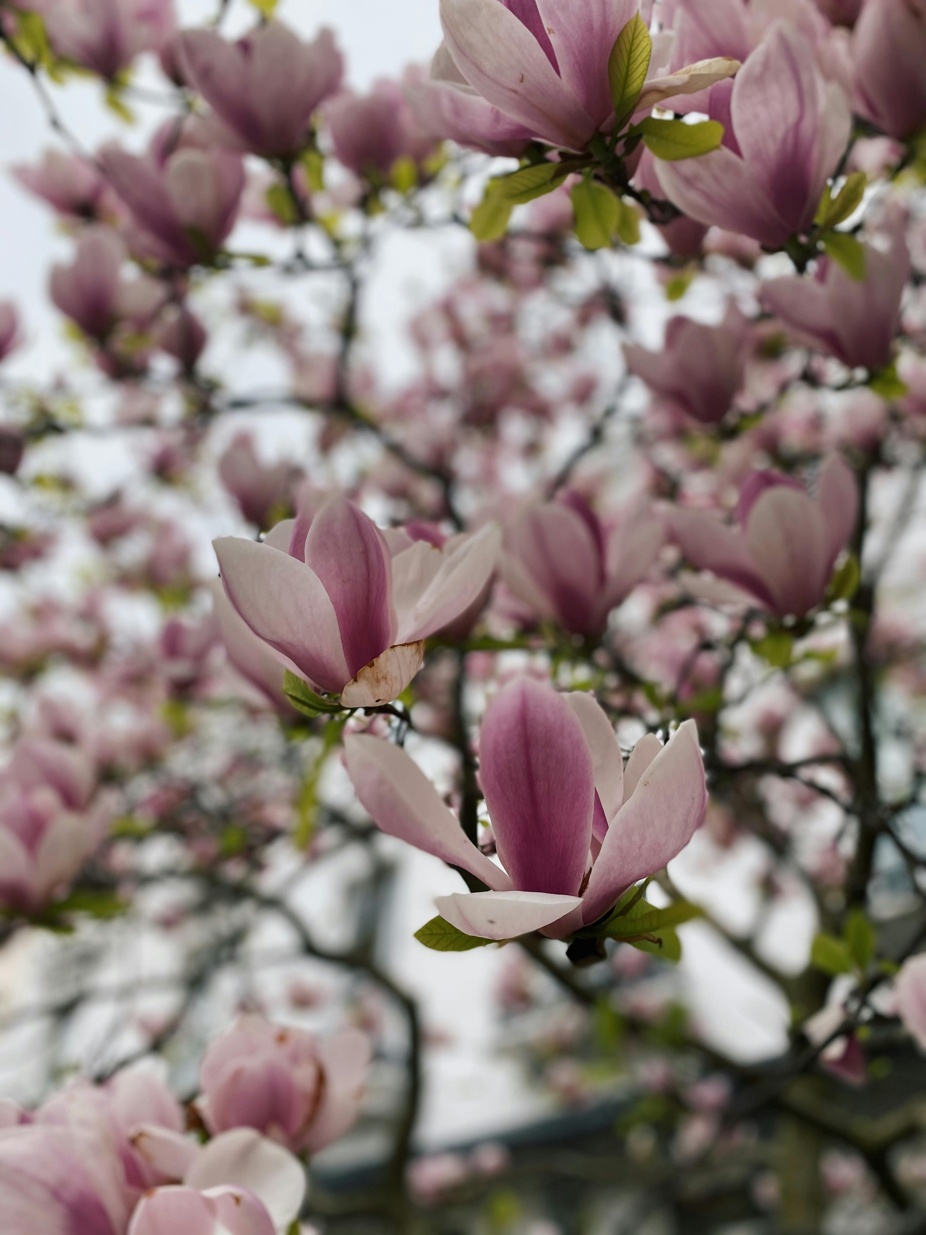A Magnolia Flowers in Full Bloom · Free Stock Photo