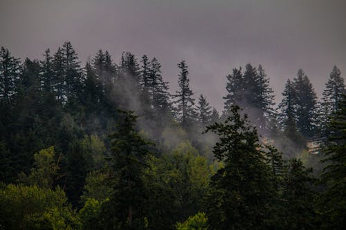 Green Trees in a Misty Forest 