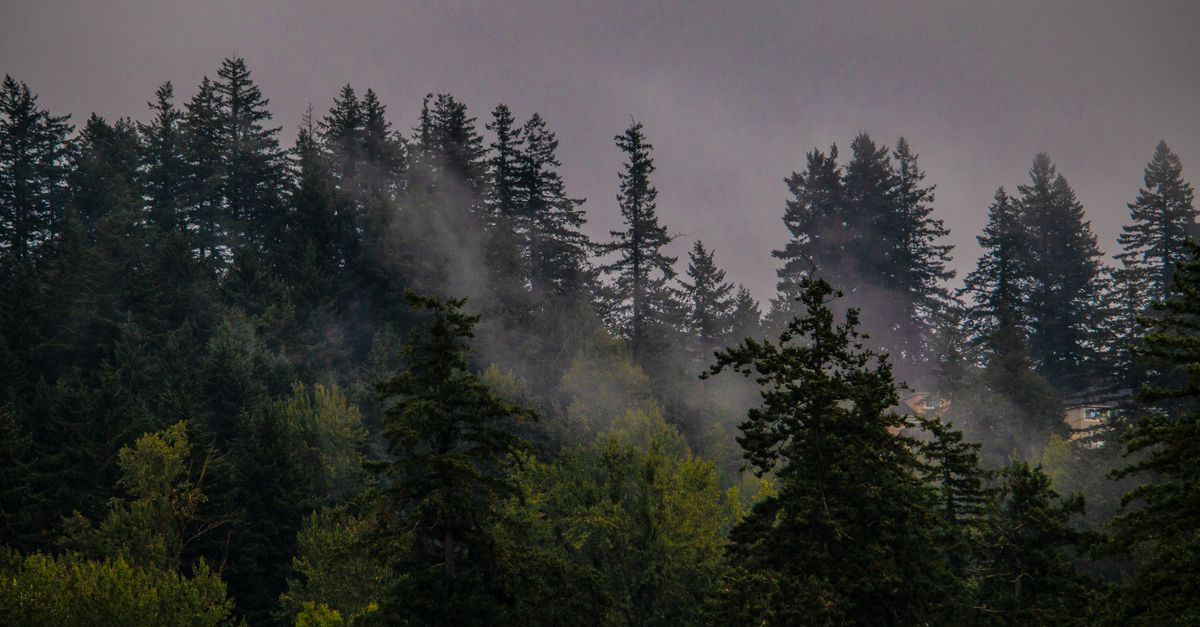 A serene view of mist rising through a lush forest in Happy Valley, Oregon.