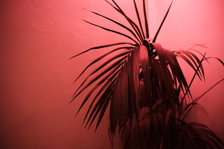 Plant On Studio Background In Red Light