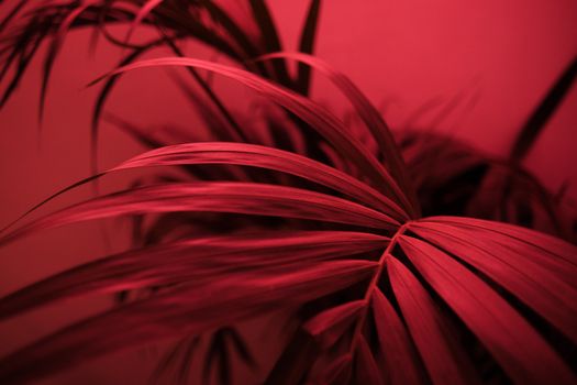 Close-up of palm leaves with a striking red tint, creating a dramatic and vibrant botanical scene.