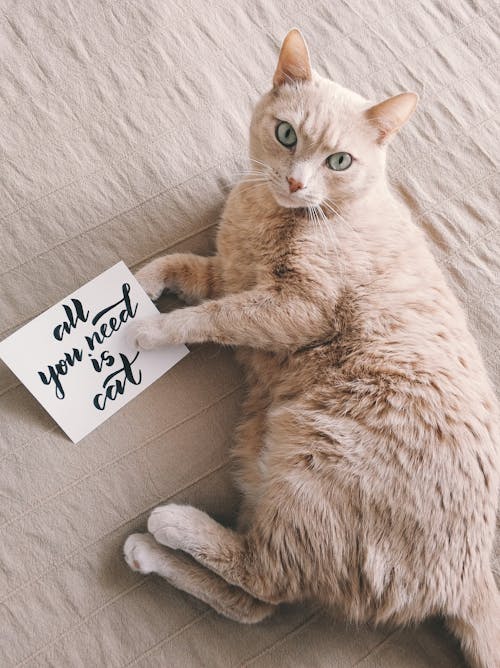 Chat Brun à Poil Moyen