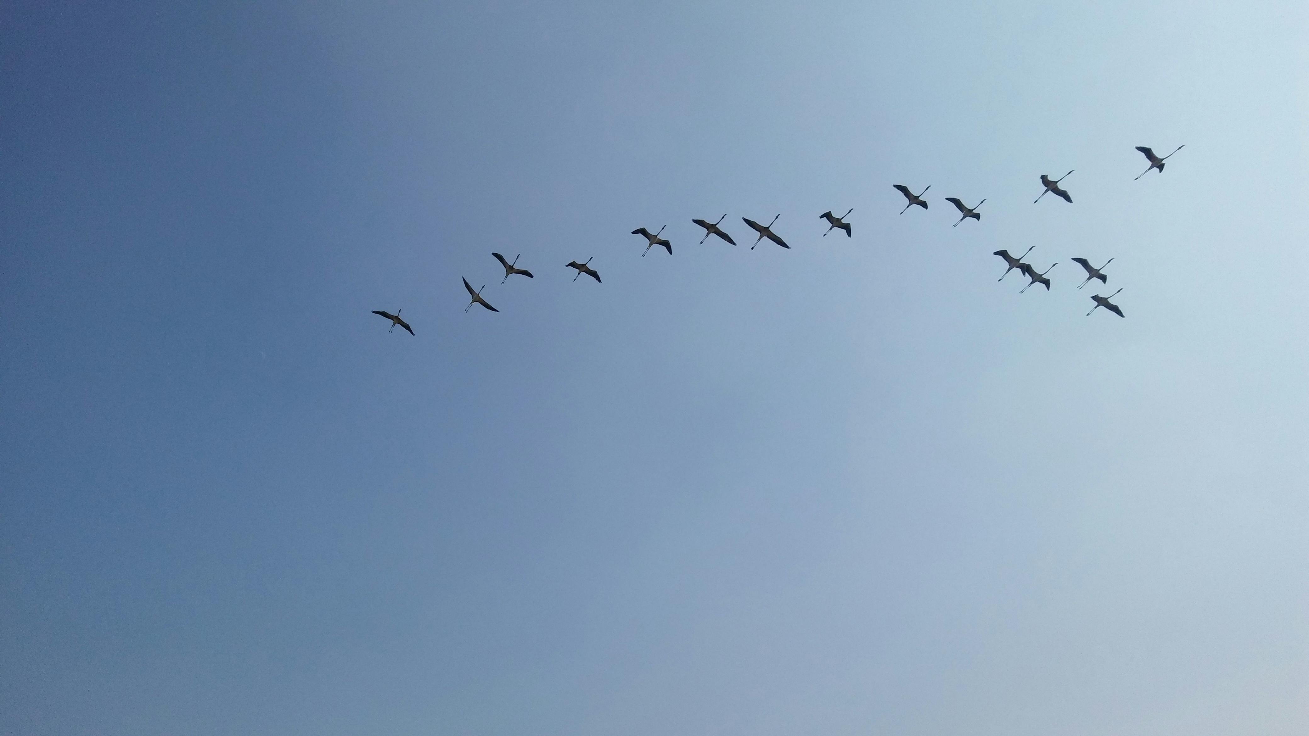 Free stock photo of birds, cranes flying