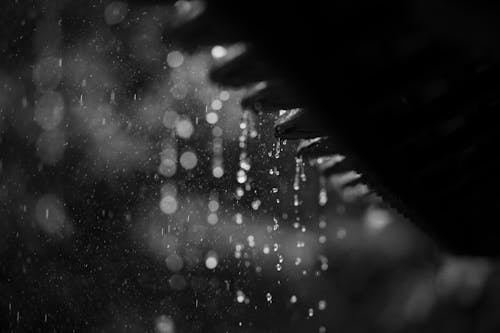 免费 下雨, 多雨的, 水滴 的 免费素材图片 素材图片