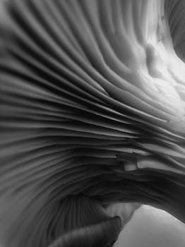 Artistic macro shot capturing the intricate gills of a mushroom in black and white.