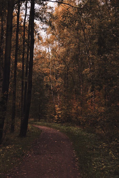 Immagine gratuita di alberi, boschi, cadere