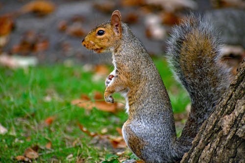 Close-Up Photography of a Squirrel