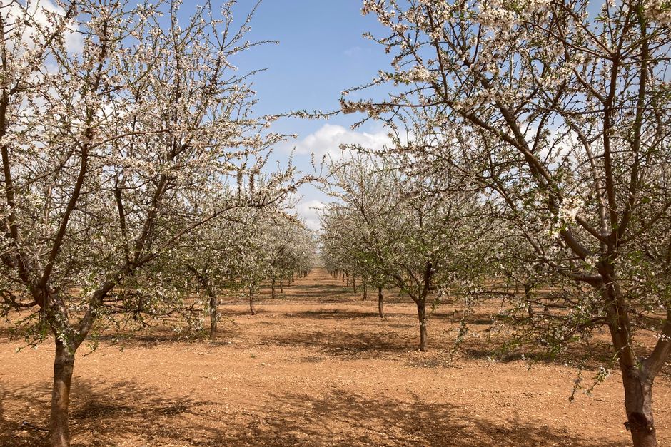 Looking down a mature orchard row — the result of consistent pruning new apple trees in Surrey BC