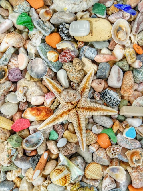 Close-Up Shot of a Brown Starfish on Colorful Pebbles