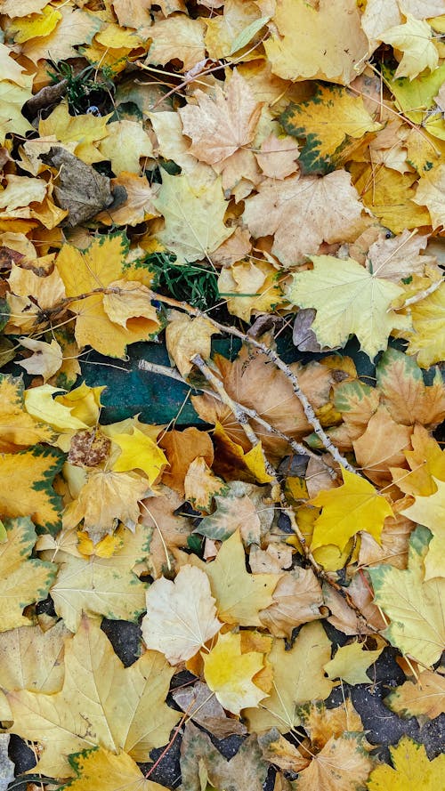 Yellow and Brown Maple Leaves on the Ground