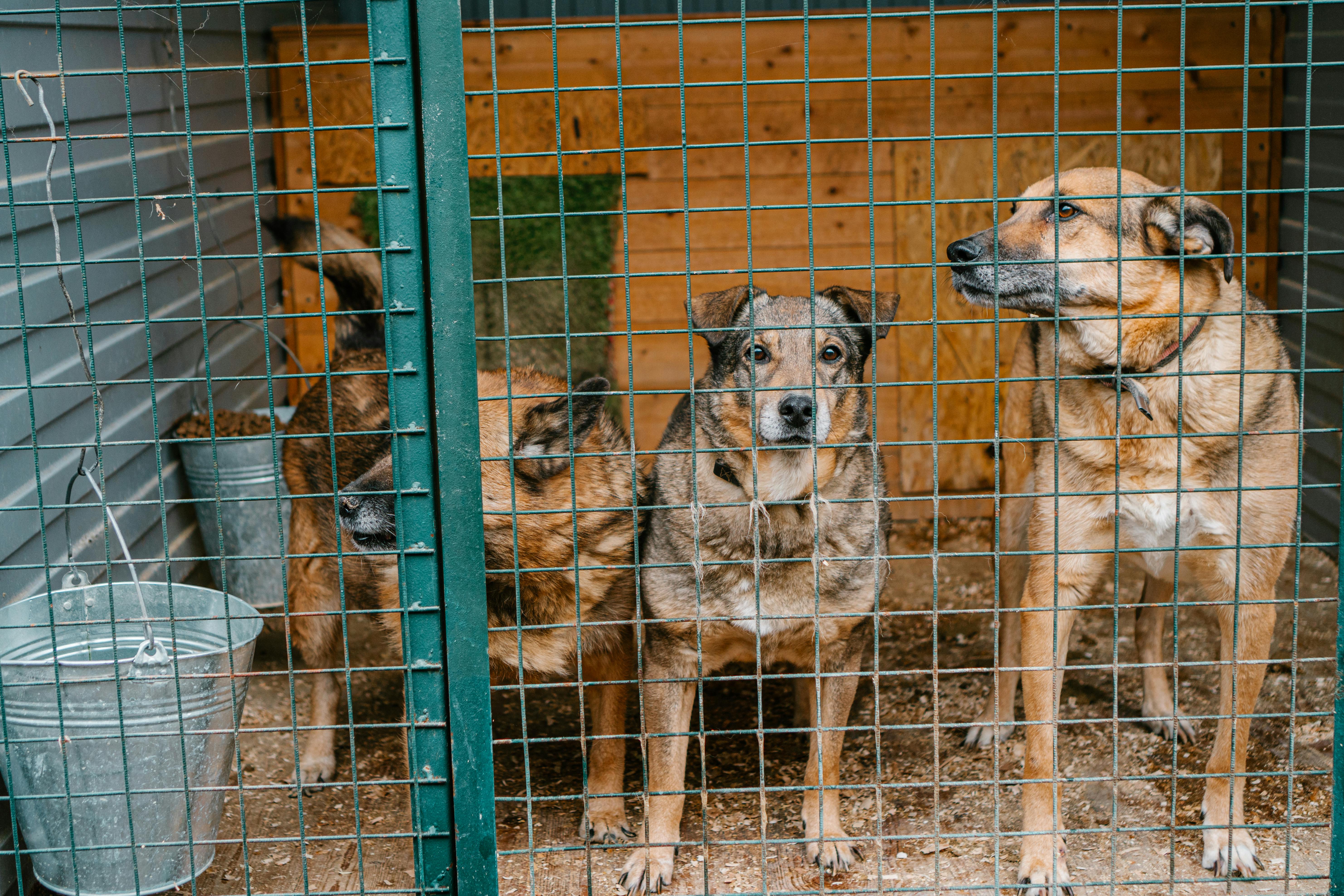 Dogs in the Cage