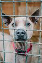 Close up on Dog behind Net