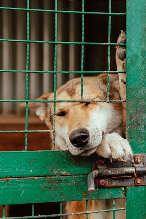 Close up on Dog Trying to Exit Cage