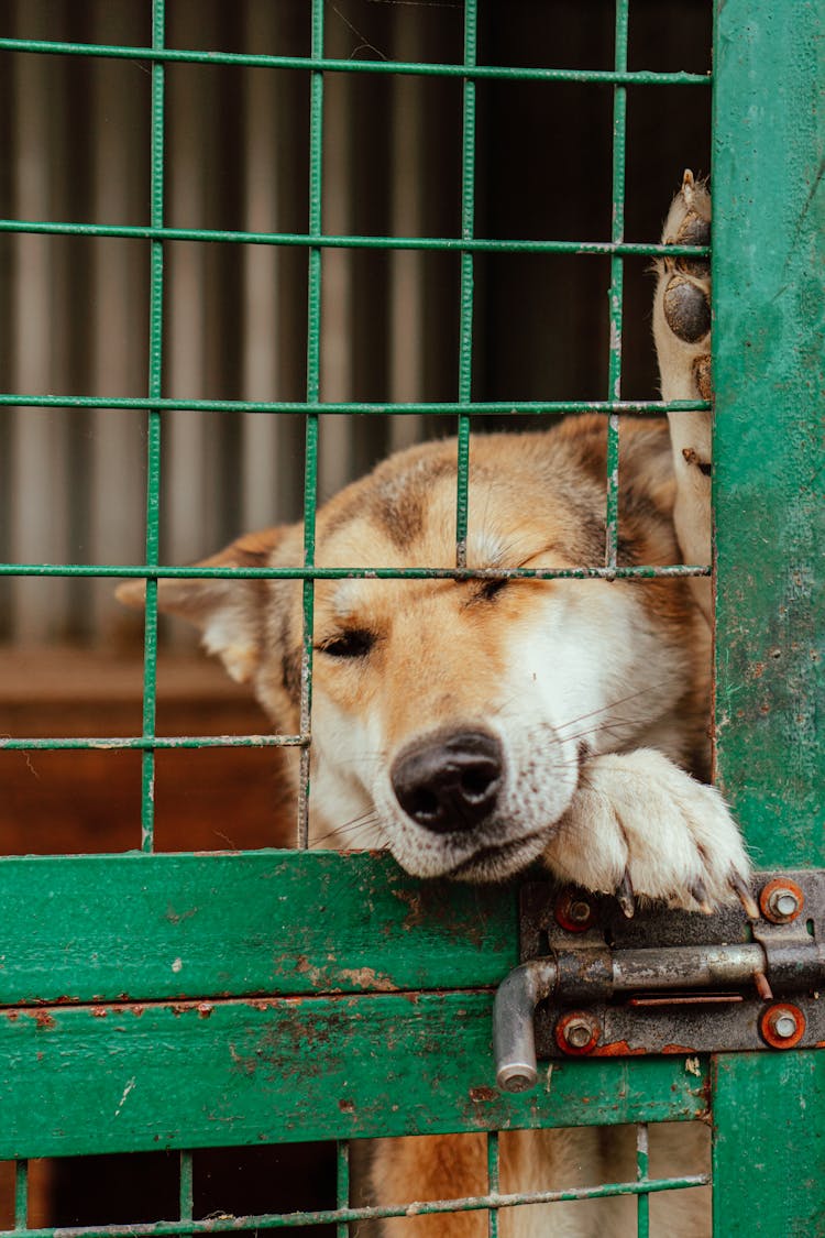 Close Up On Dog Trying To Exit Cage