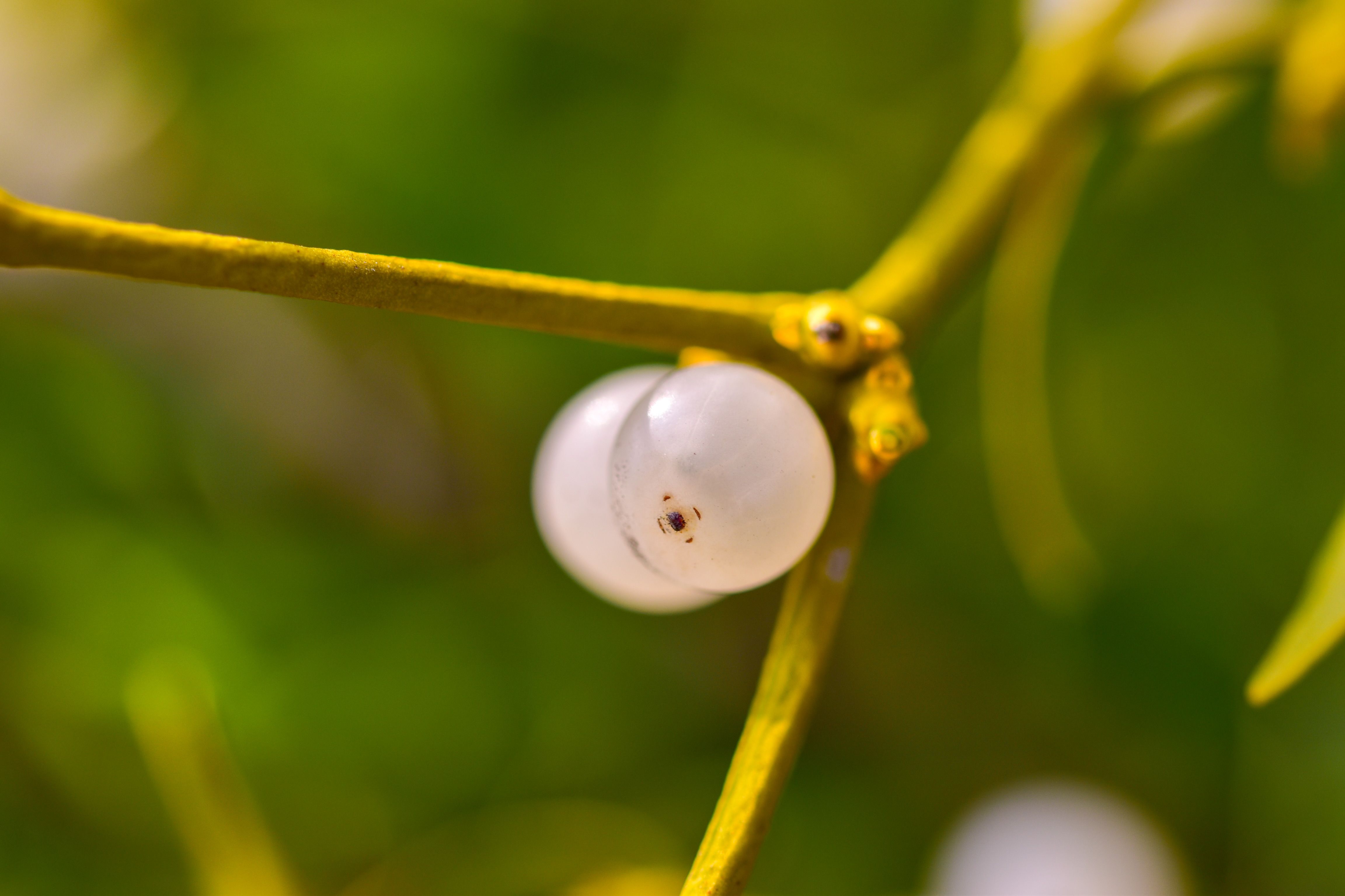 Mistletoe Plant Profile