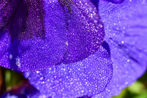 Darmowe zdjęcie z galerii z botaniczny, fioletowy kwiat, krople deszczu