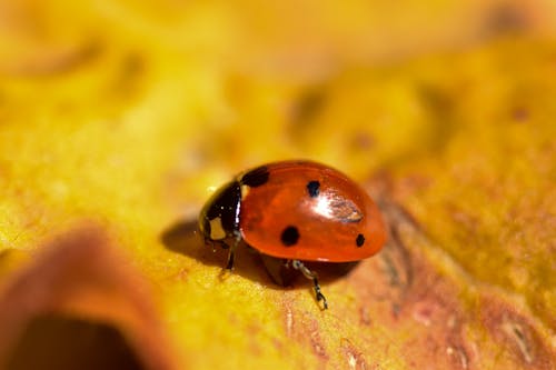 Free Ladybug on Yellow Surface Stock Photo