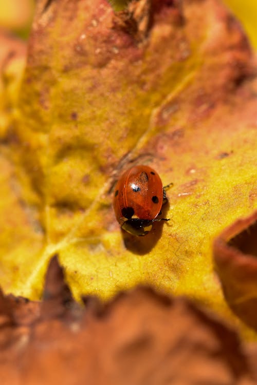 Ladybug on Yellow Leaf