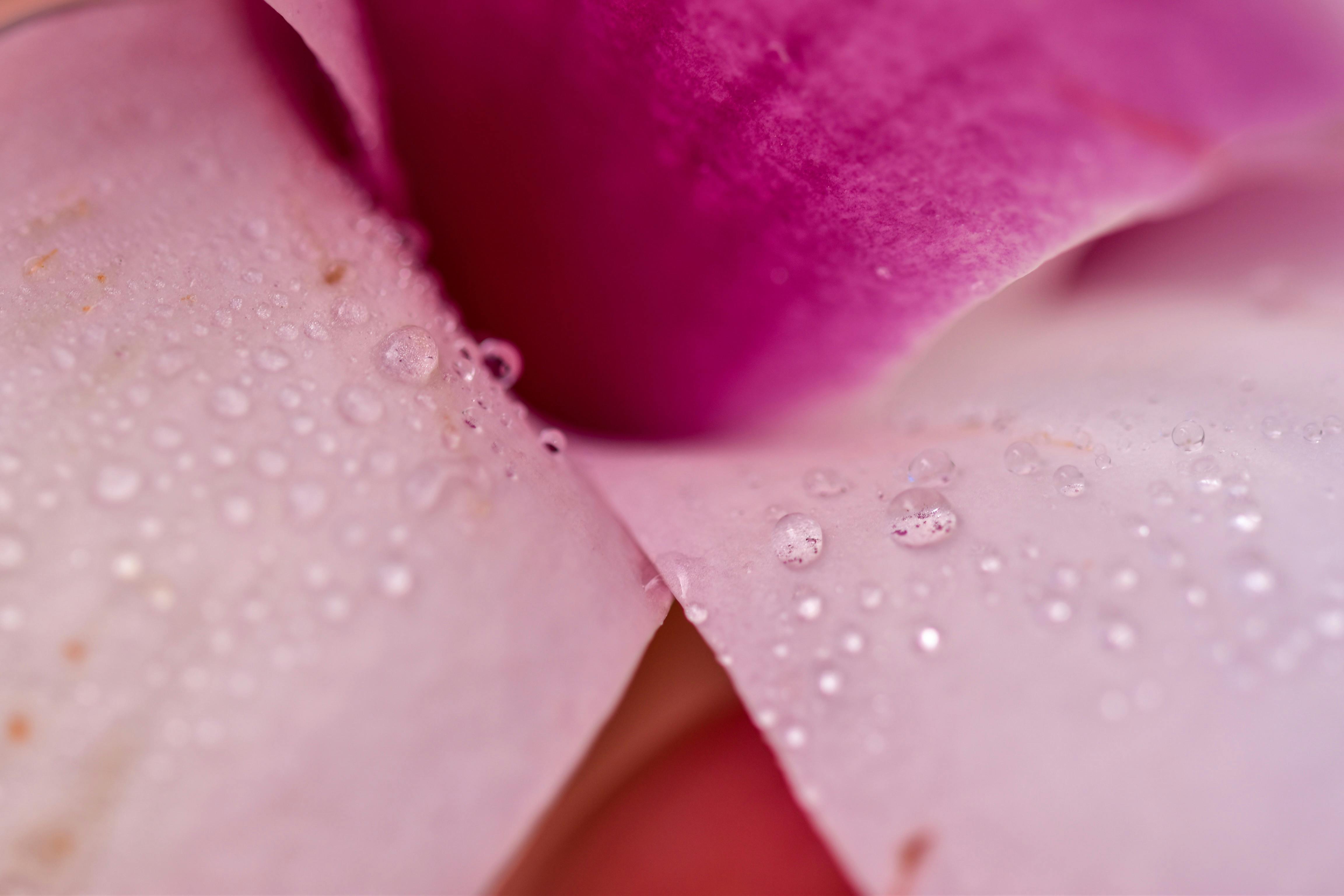 Macro shot of water droplets on pink flower petals, showcasing delicate textures and shades.