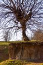 Photo of a Bare Tree