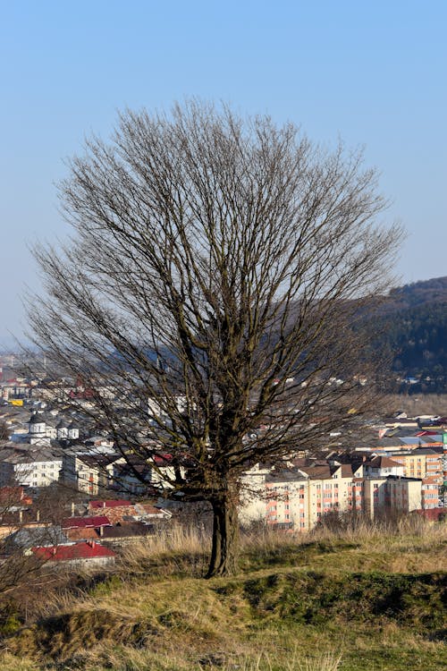 Free A Bare Tree Near Houses Stock Photo