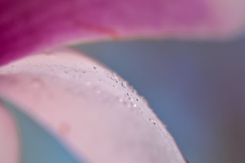 Water Drops on Pink Flower Petals