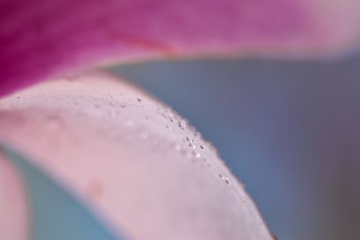 Macro photo capturing dewdrops on a delicate pink flower petal, showing nature's beauty in detail.