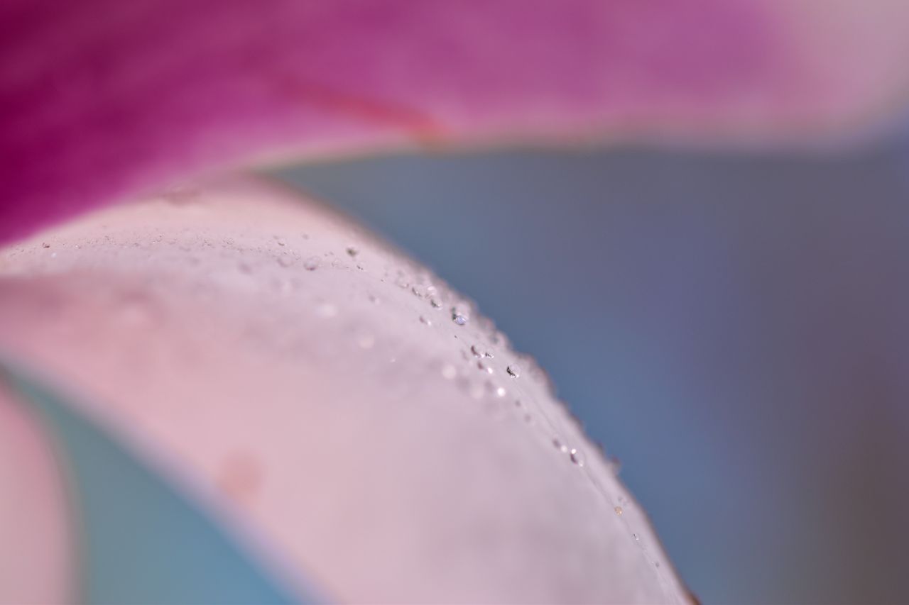 macro photo capturing dewdrops on a delicate pink flower petal showing
