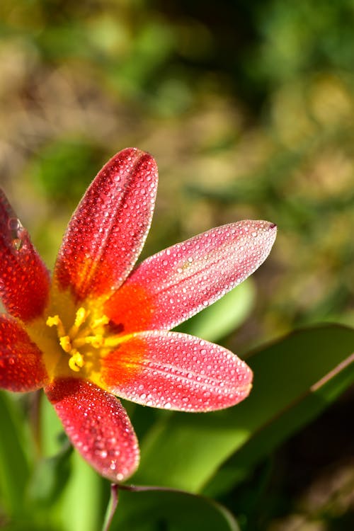 Fotos de stock gratuitas de de cerca, flor, flora