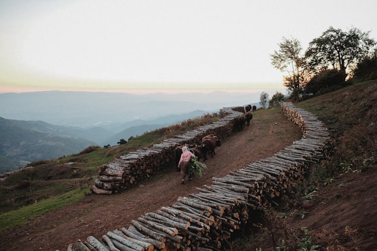 Timber Piles In Mountains