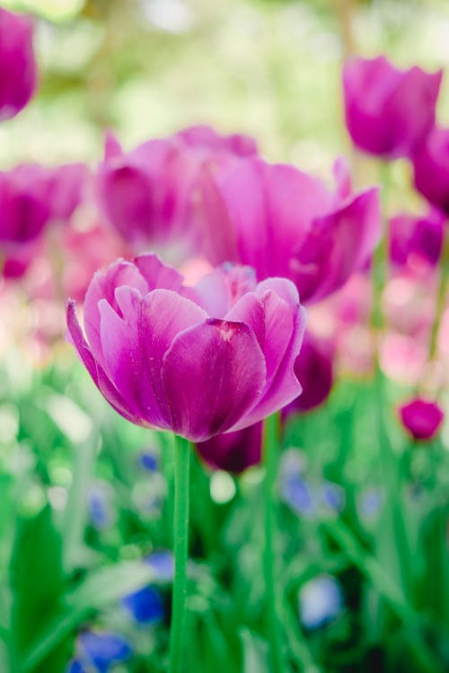 Free Pink Flowers in Bloom Stock Photo