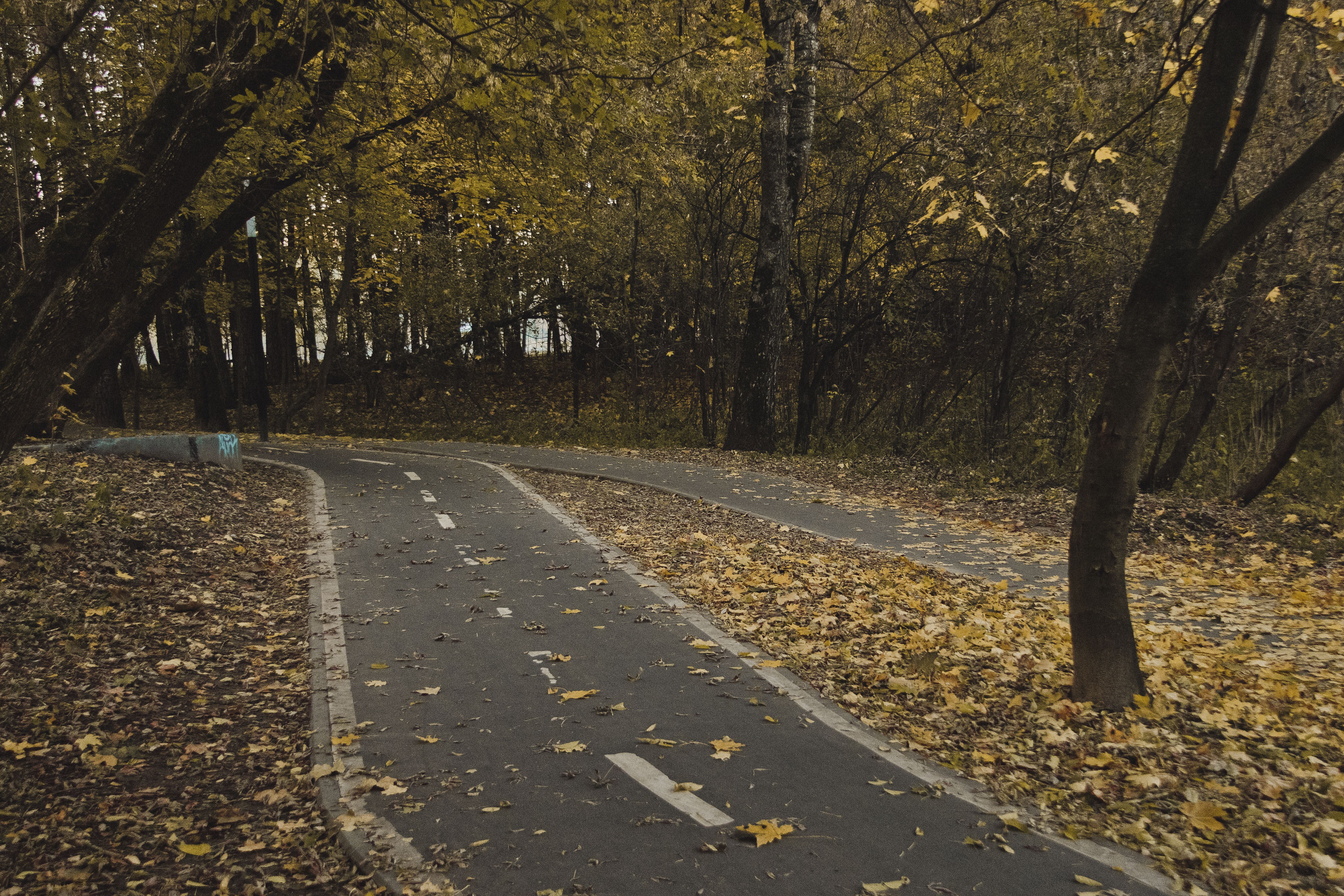 A serene autumn pathway covered with fallen leaves in a peaceful park setting.