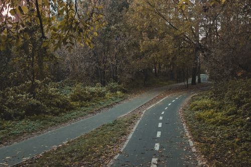 Free A tranquil forest bike path surrounded by lush foliage in autumn. Stock Photo
