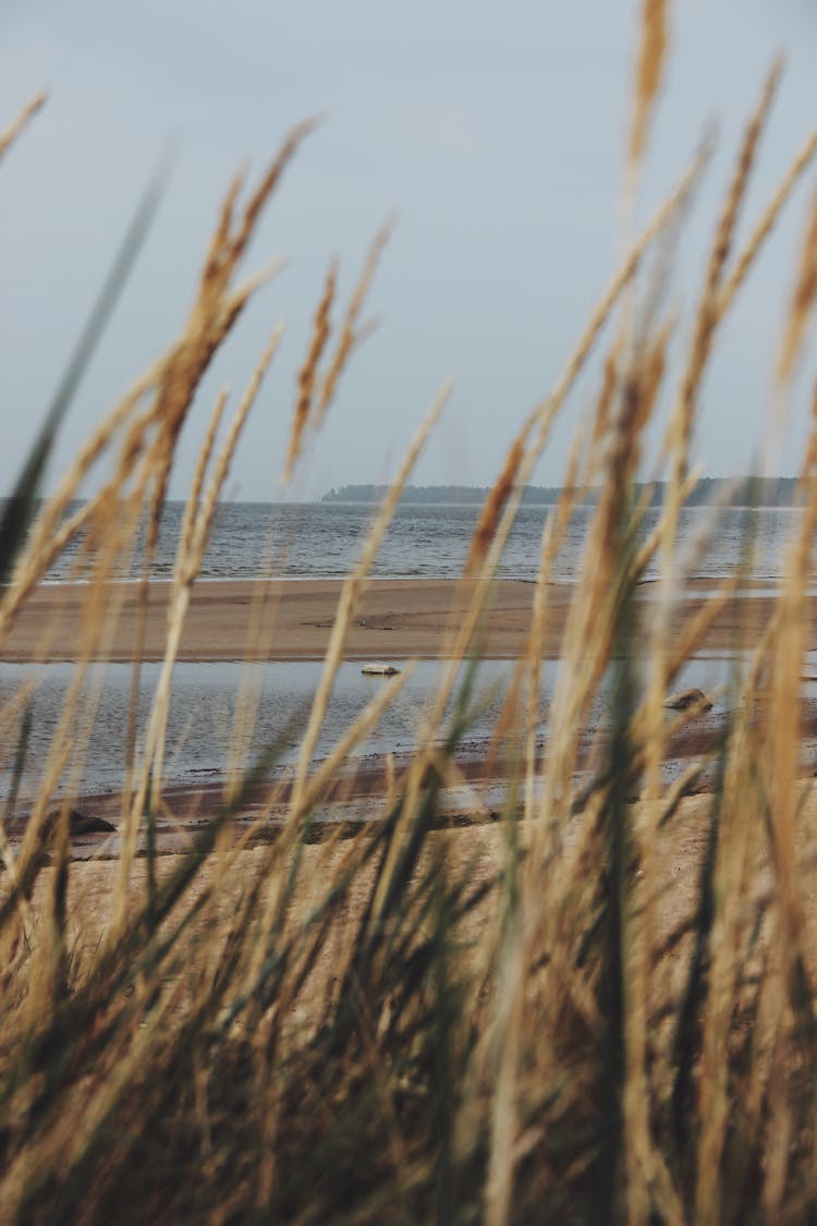 View On Sea From Beach Dunes