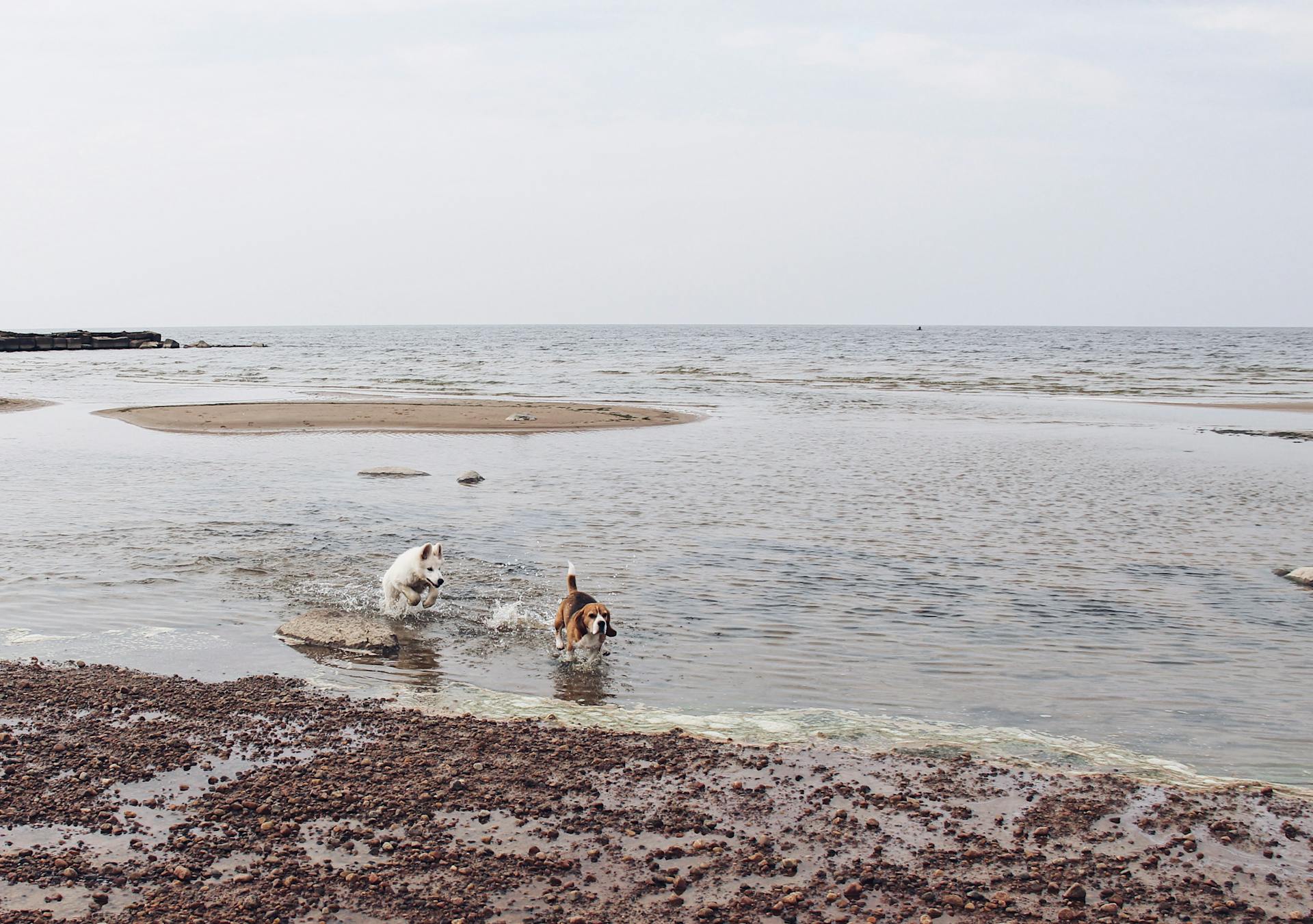 Snygga hundar som springer på stranden