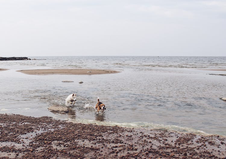 Cute Dogs Running On The Beach