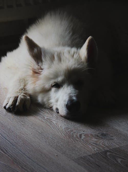 White Long Coated Dog Lying on Wooden Floor
