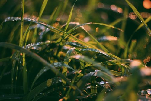 Free Close-up of wet grass with dew drops and a beautiful bokeh effect in the warm morning light. Stock Photo